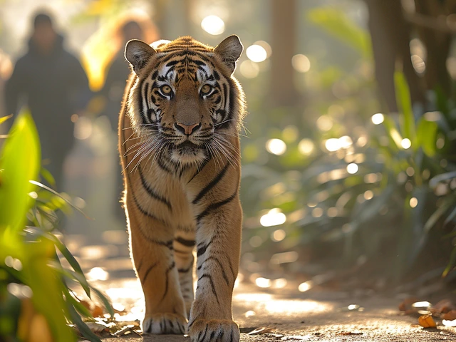 Kde zažít nezapomenutelné setkání s tygrem: Průvodce pro milovníky divoké přírody